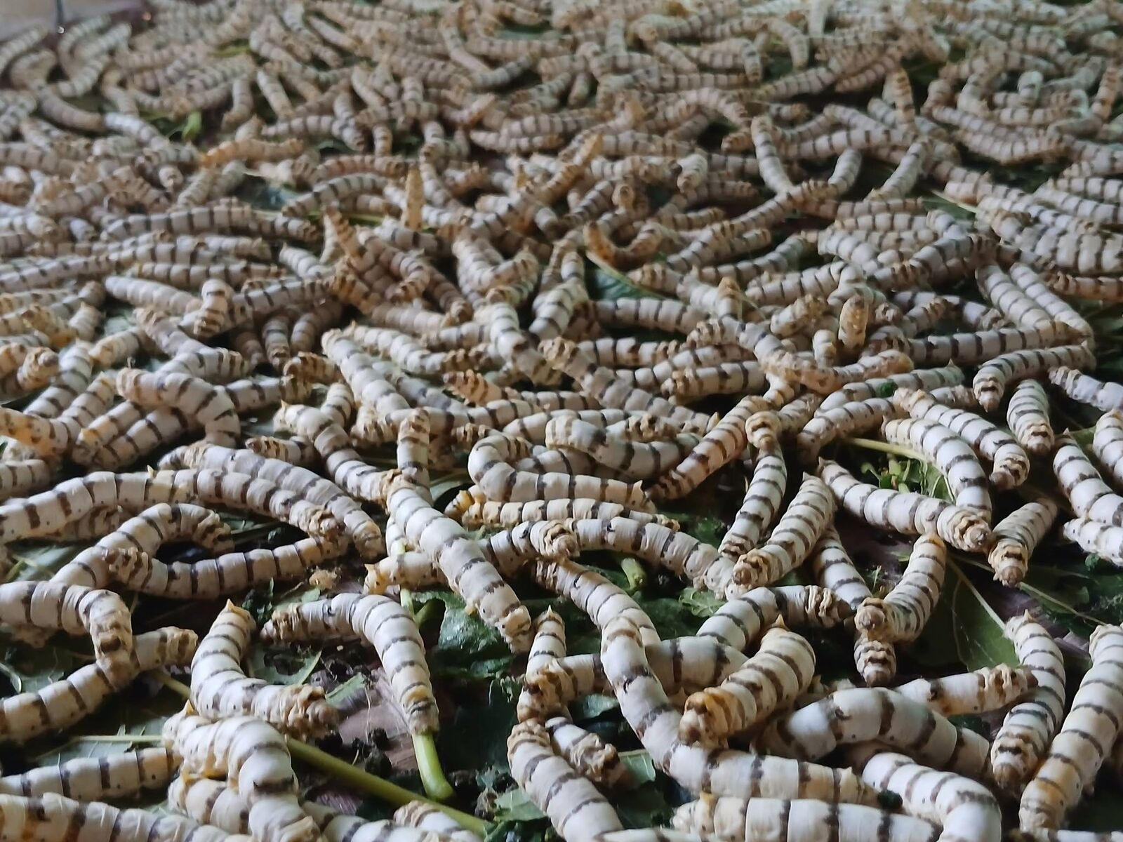 Silkworms feeding on a dense bed of mulberry leaves